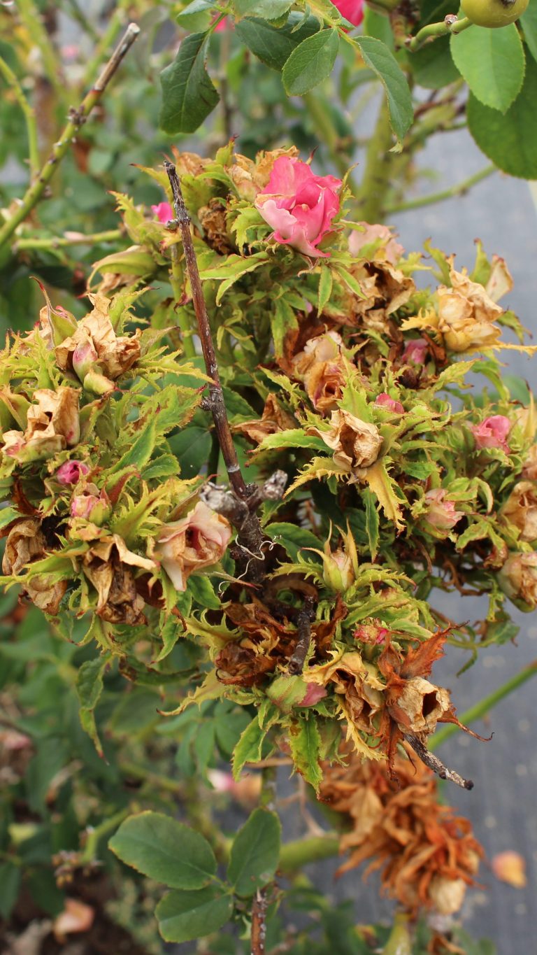 Distorted Rose Symptoms of Rose Rosette Disease